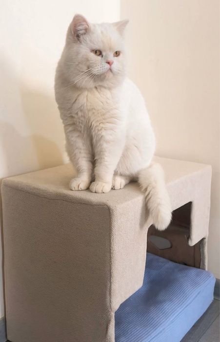 Bretaniskiy Mushuk Vyazkaga. Beriladi    Toza qon Erkak