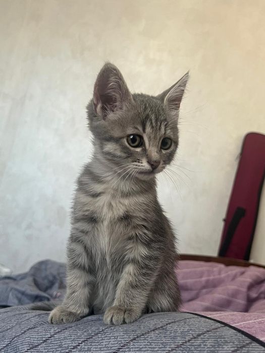 Отдам котенка в хорошие руки