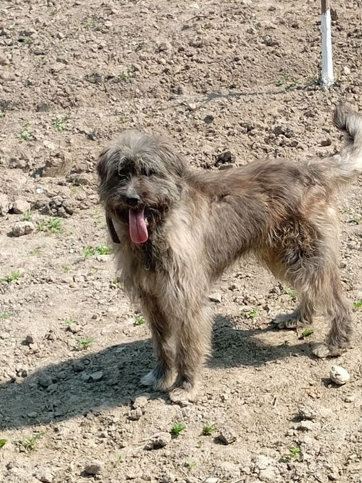 Qo'riqchi it tekinga beriladi