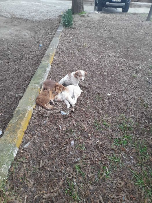 малки кученца във Варна