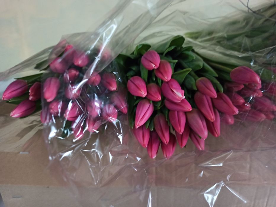 Тюльпаны оптом от 420 тенге