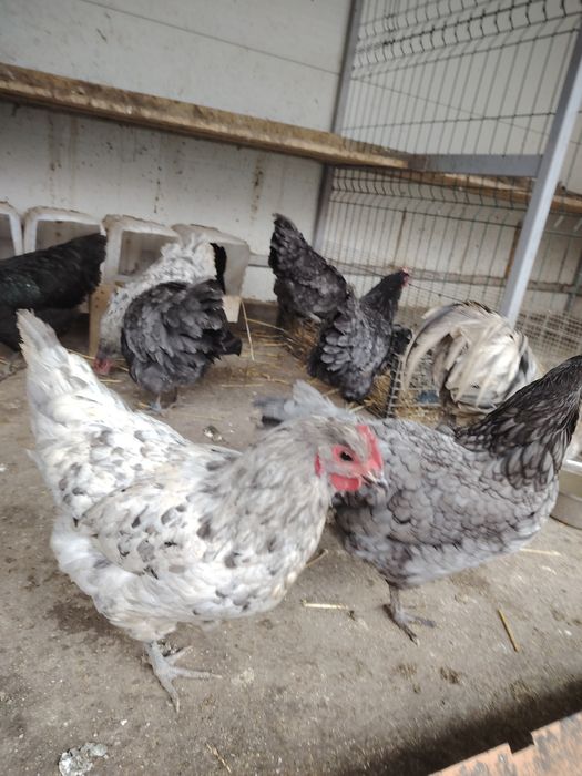 Vând oua Australorp albastru și negru.