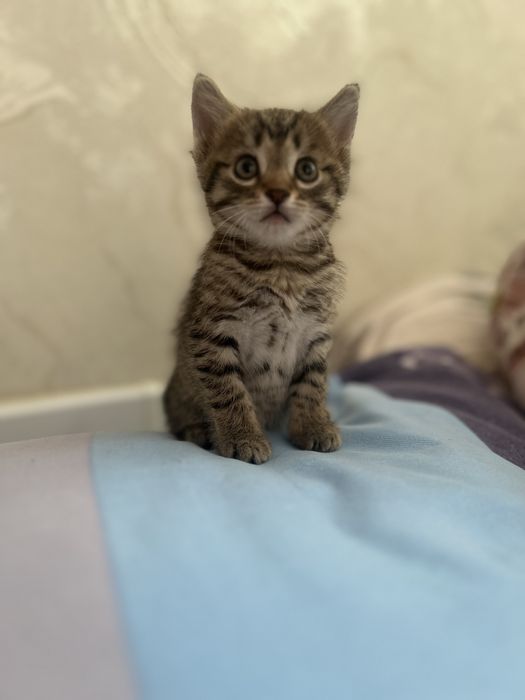 Отдам в добрые руки котёнка, девочку. К лотку приучена.
