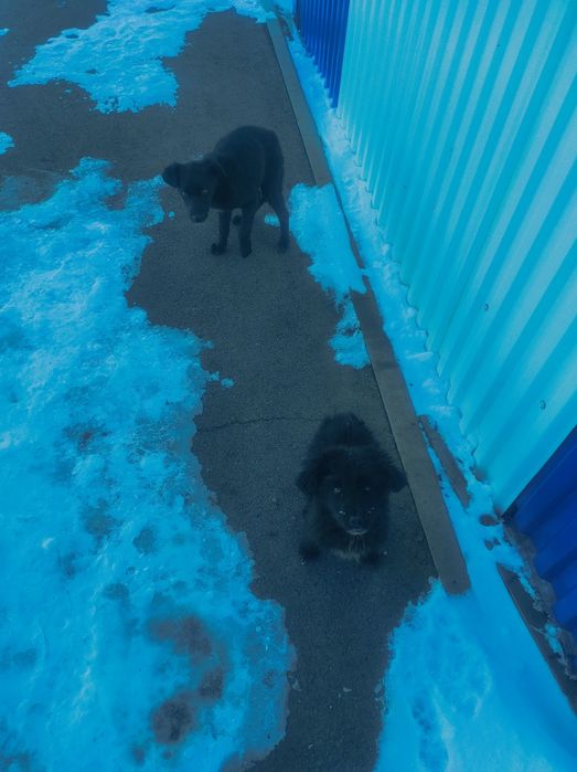 Щенки даром, собака даром, собака бесплатно, щенки