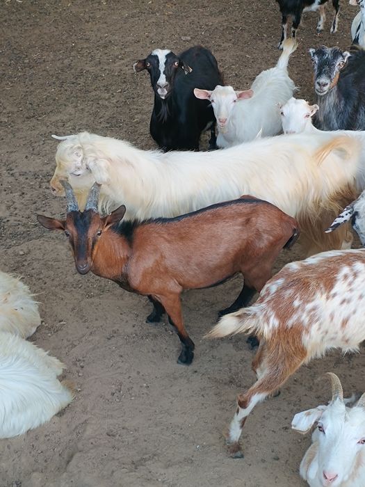 Vând ieduțe  de un an și doi ani și 15 tapi