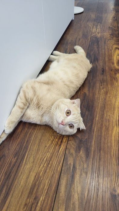 Отдам кота в добрые руки