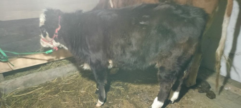 Торпак 10 айлык 420000