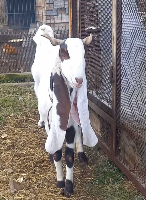 Гулаби козёл красавчик