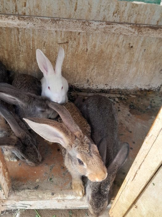 Quyonlar sitiladi qorovulbozor optim 250 minga beraman 6 dona qoldi