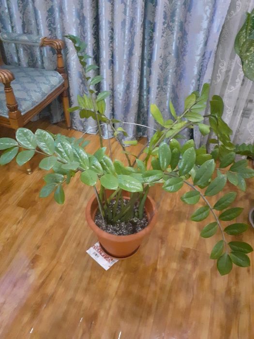 Продам замиокулькас (долларовое дерево)