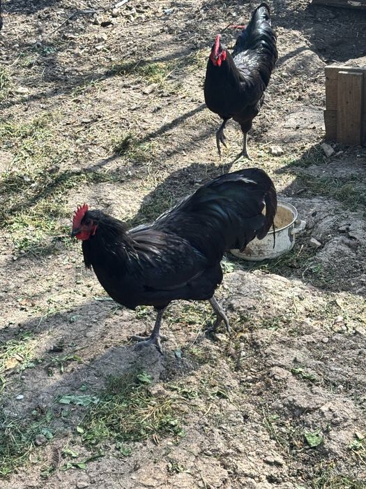 Cocosi Australorp