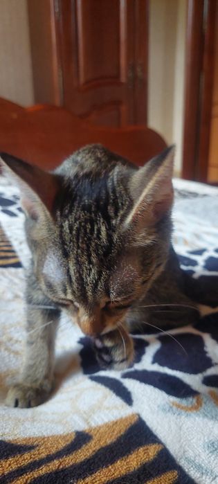 Котёнок 4 месяца девочка.