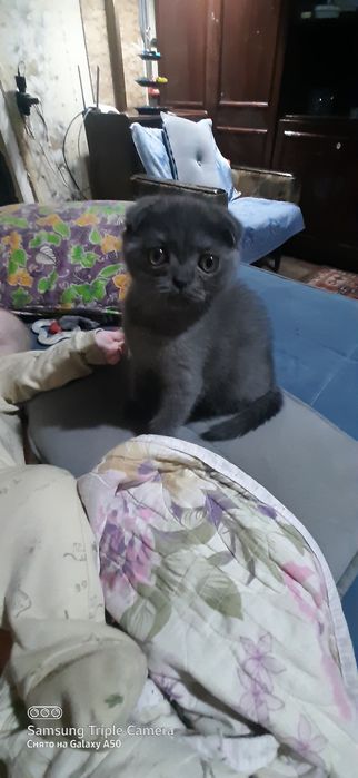 Шотландские вислоухие