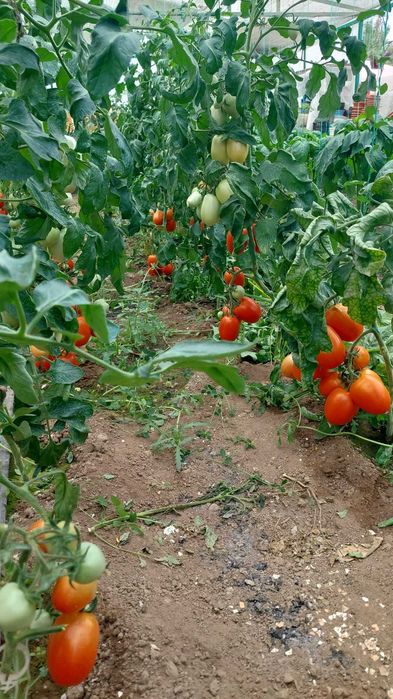 Bulion bio de casa 314 gr