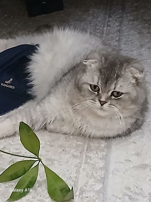 Шотландский выслоухий