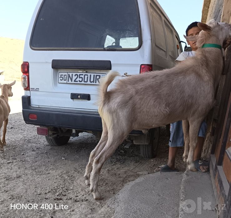 Сурочни сотилади