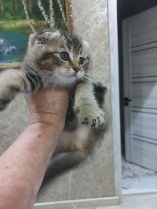 Продам котика шиншила