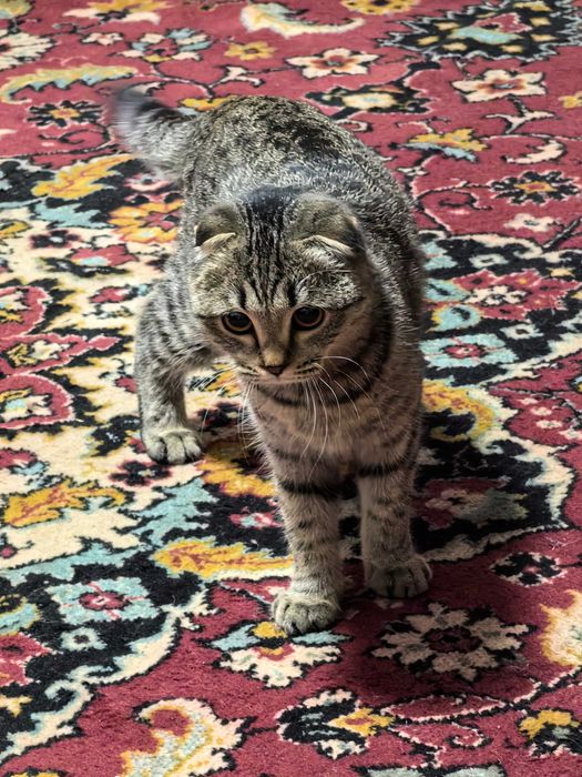 Отдам кошечку в добрые руки.