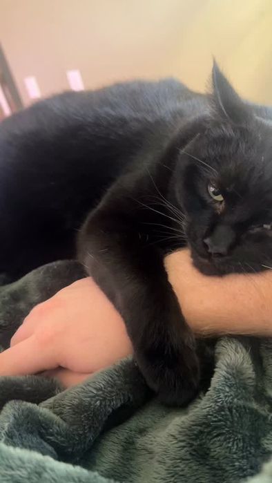 Продам британских котят