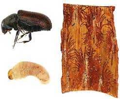 Потолок дәрілеу жұмыстары