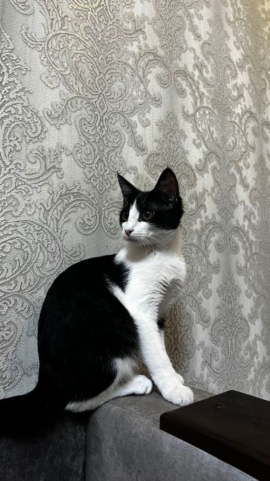 Бесплатно котенка()