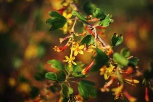 Касис - Френско грозде