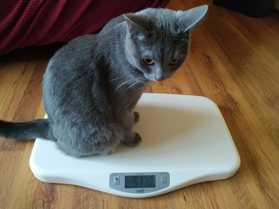 Vand cantar bebelusi si copii, max 20 kg