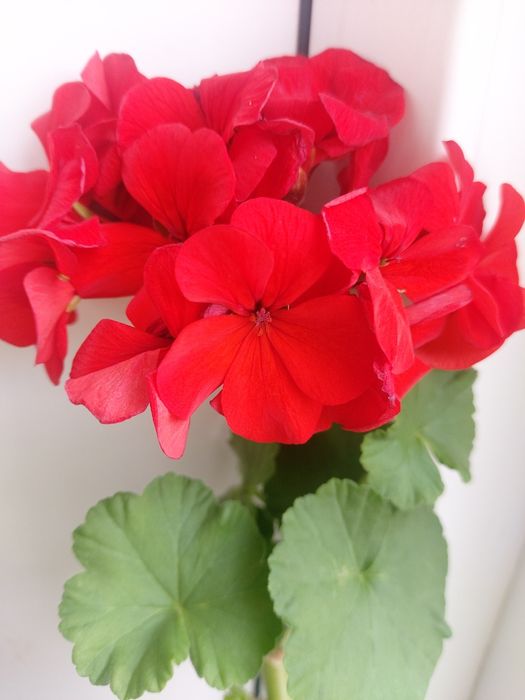 Продам пеларгонии