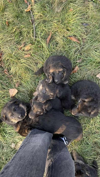 Немецкая овчарка