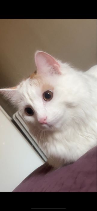 Котик ищет любящий дом