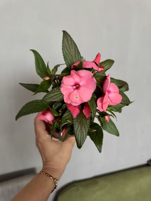 Цветы Комнатные и для сада