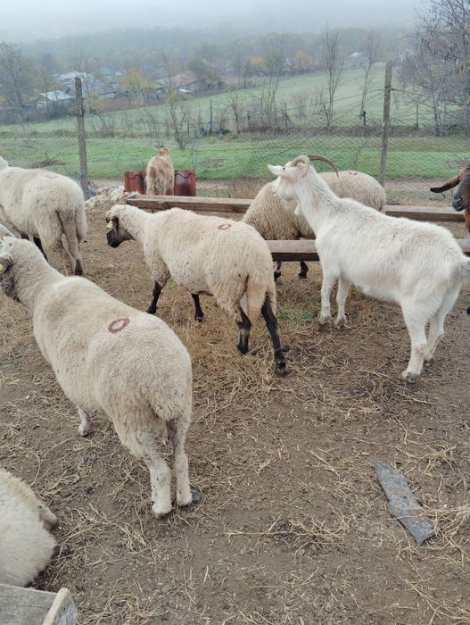 Vând 10 capre și 5 ezi ,sunt capre de ținut nu sunt reforme.