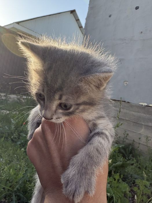 Отдам Котят в Добрые руки