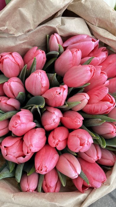 Тюльпаны оптом |300/в пачке 20 штук /