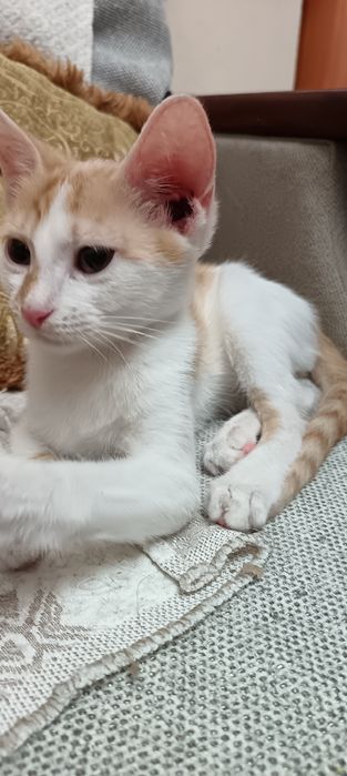 котенок (девочка)