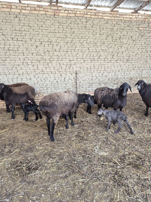 ona bola qo’ylar sotiladi.!