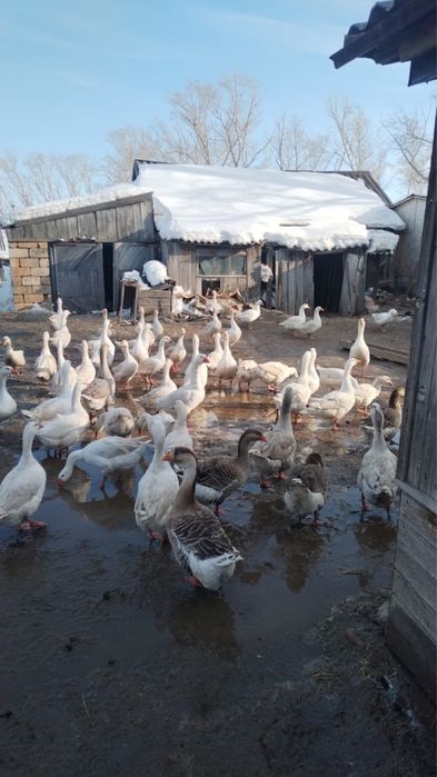 Яйца гусиные качественные