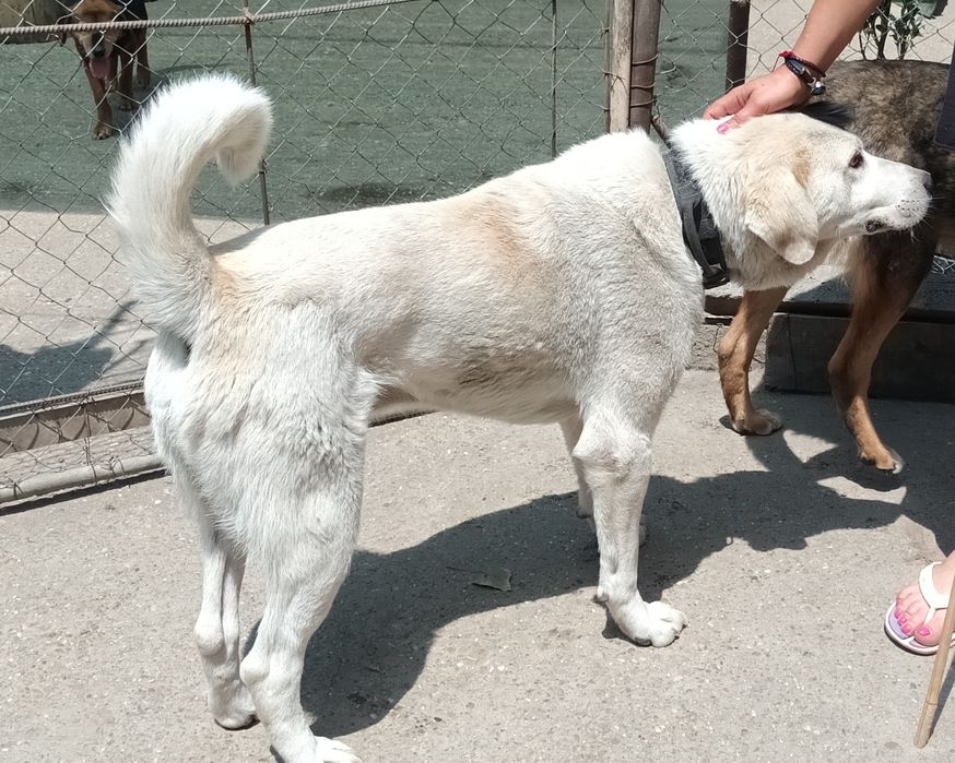 Подарява се кученце Ламбо