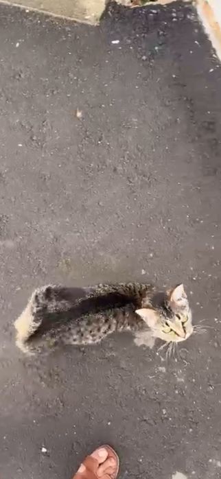 Ласковая кошка в добрые руки