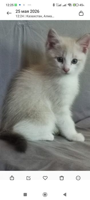 Отдам котяток в хорошие руки