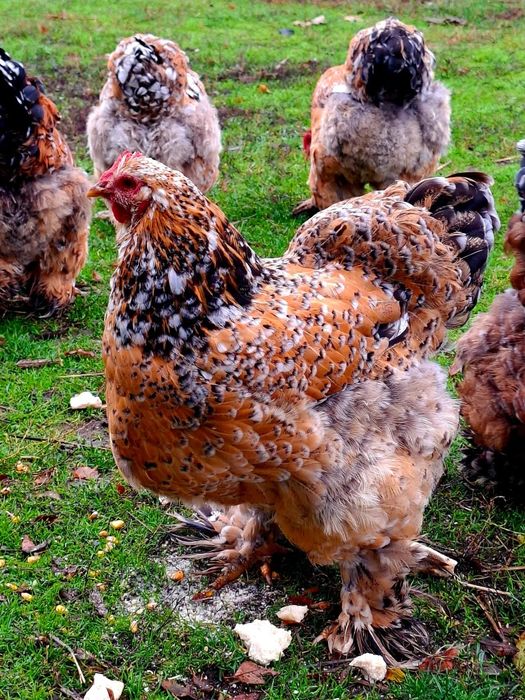 Pui Cochinchina uriaș portelan