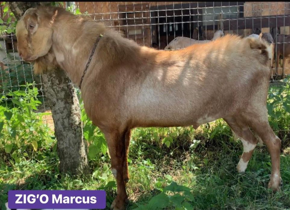 Iezi anglo-nubieni superbi (masculi )