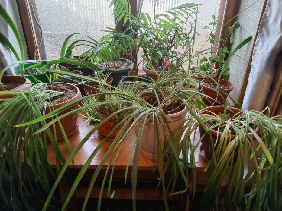 Продам цветы не дорого