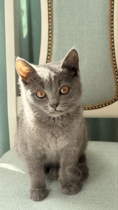 Кот. Активный. 4 месяца.