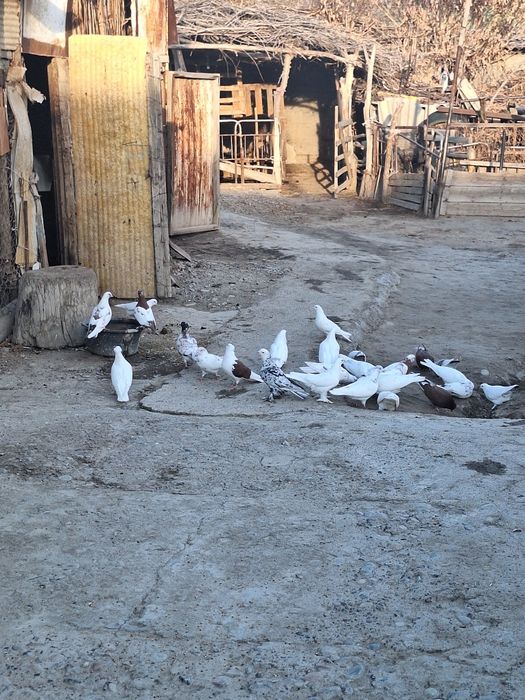 Голуби породистые