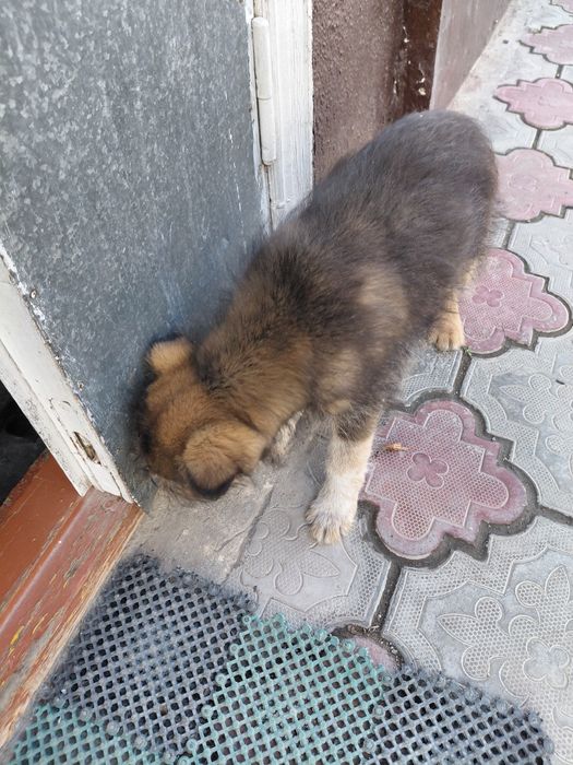 Джек рассел пародистыи шенок