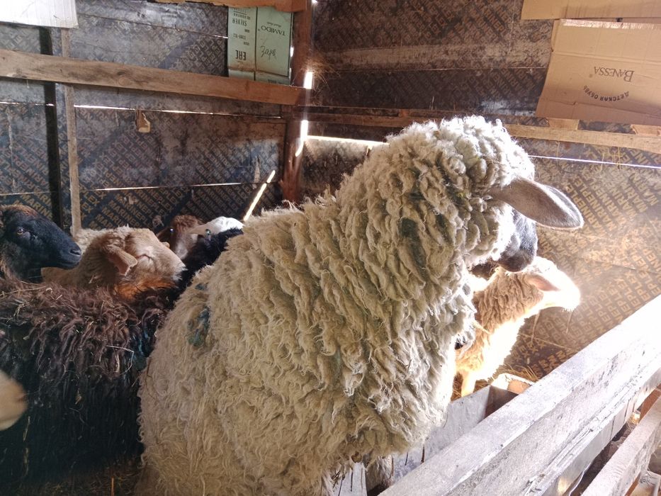 Срочно срочно продам