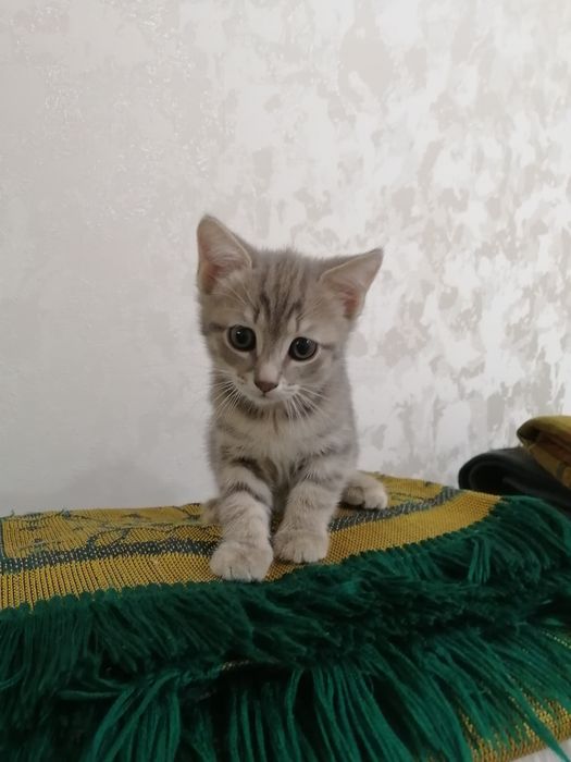 Отдам котят в добрые руки 2мес