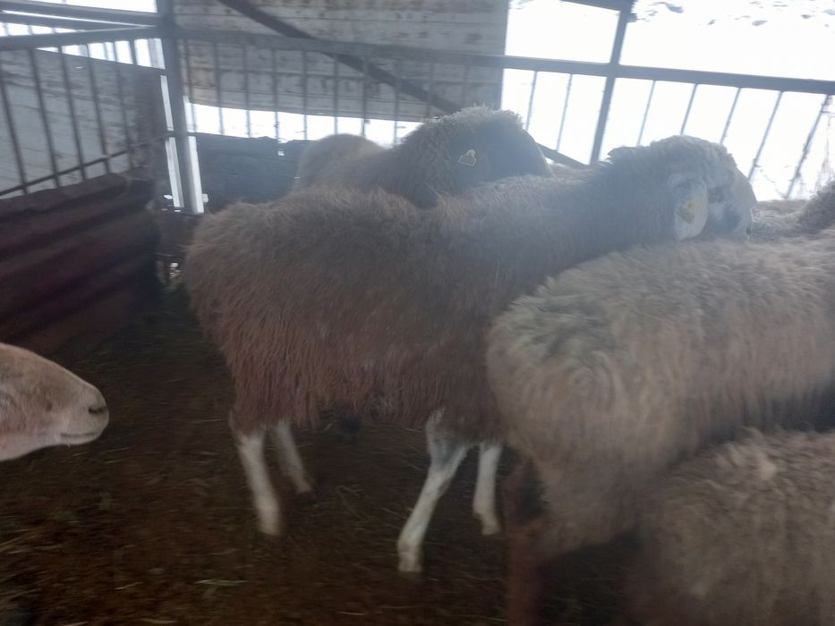 Бараны на выбор. Отборные бараны