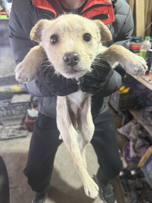 Шенята мальчие и девочка